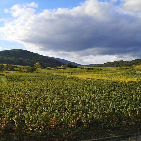 דירות ברגהיים Cocon De Caractere Au Coeur Des Vignes Alsaciennes מראה חיצוני תמונה